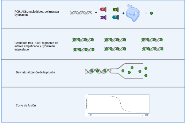 ¿Qué es la técnica de HRM (high resolution melting)?