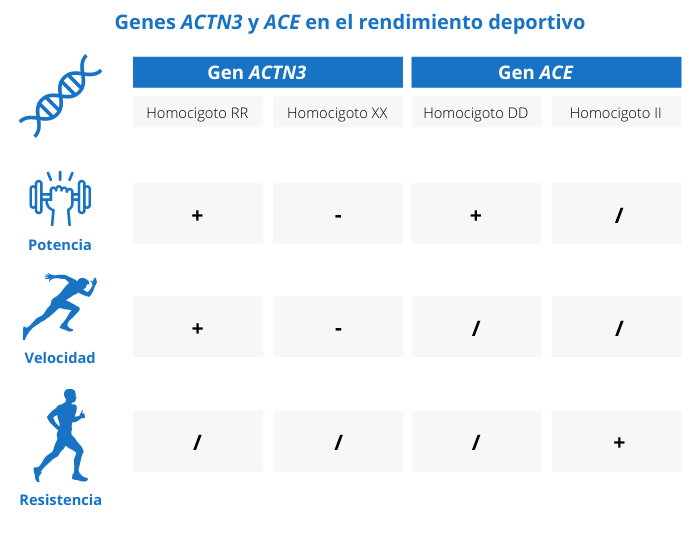 Influencia de la genética en el rendimiento deportivo