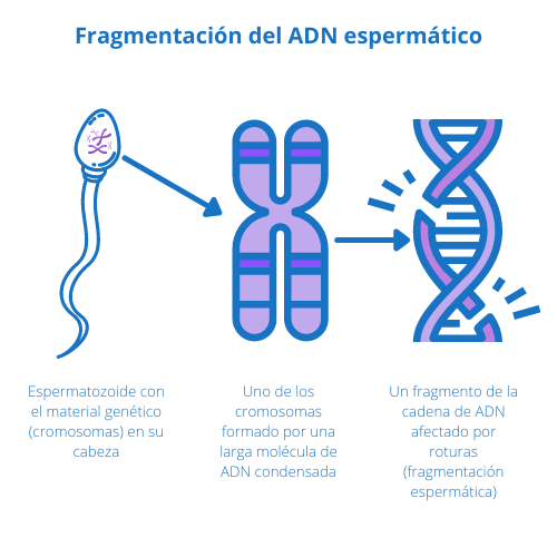 Fragmentación del ADN espermático