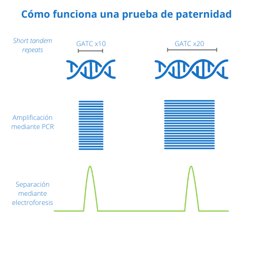 Prueba paternidad, cómo funciona