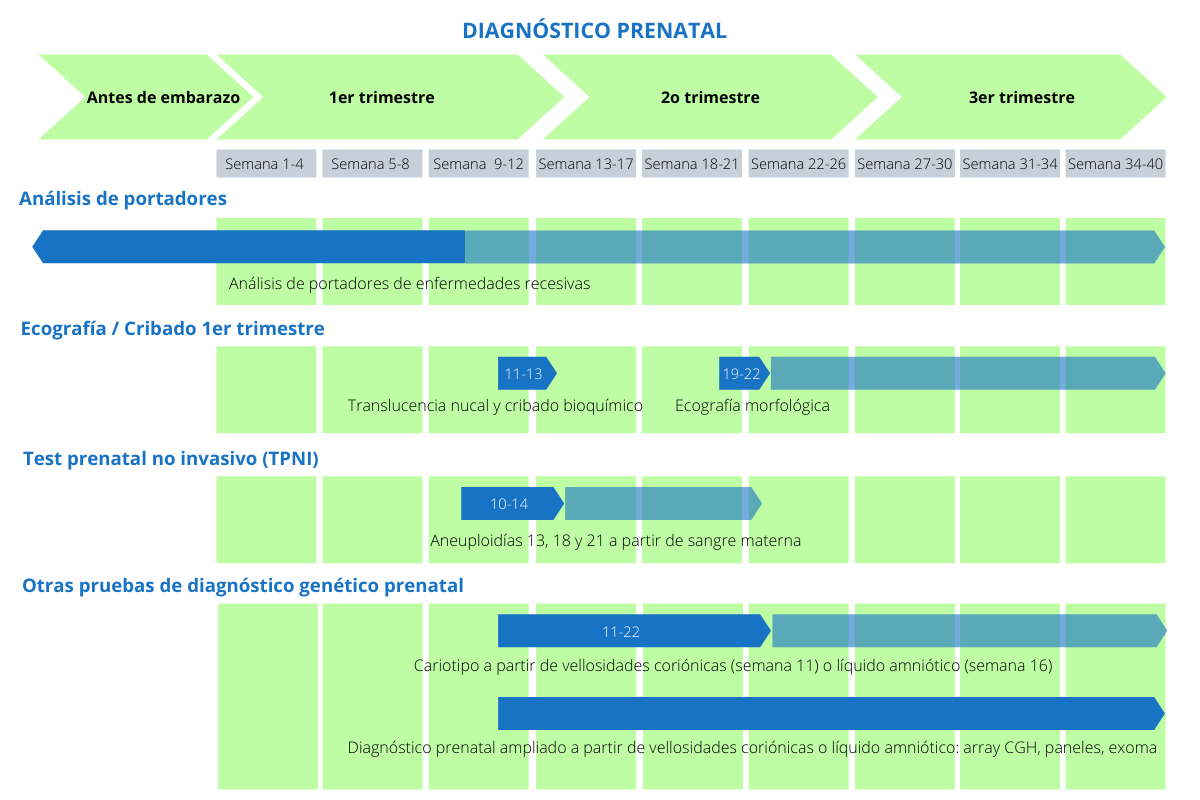 Diferentes pruebas del diagnóstico prenatal