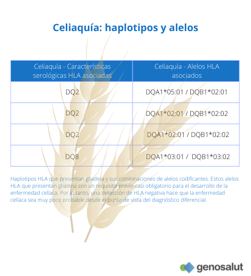 Celiaquía: haplotipos y alelos que predisponen a la intolerancia al gluten