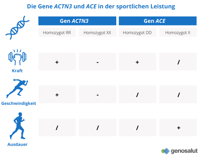 Einfluss der Genetik auf die sportliche Leistung: ACTN3- und ACE-Gene