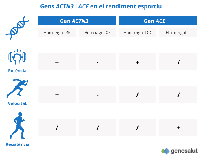 Influència de la genètica en el rendiment esportiu: gens ACTN3 i ACE