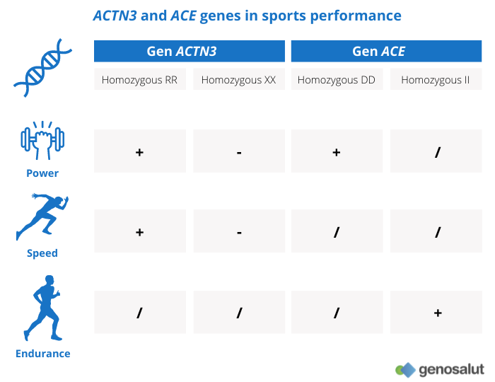 Influence of genetics on athletic performance: ACTN3 and ACE genes