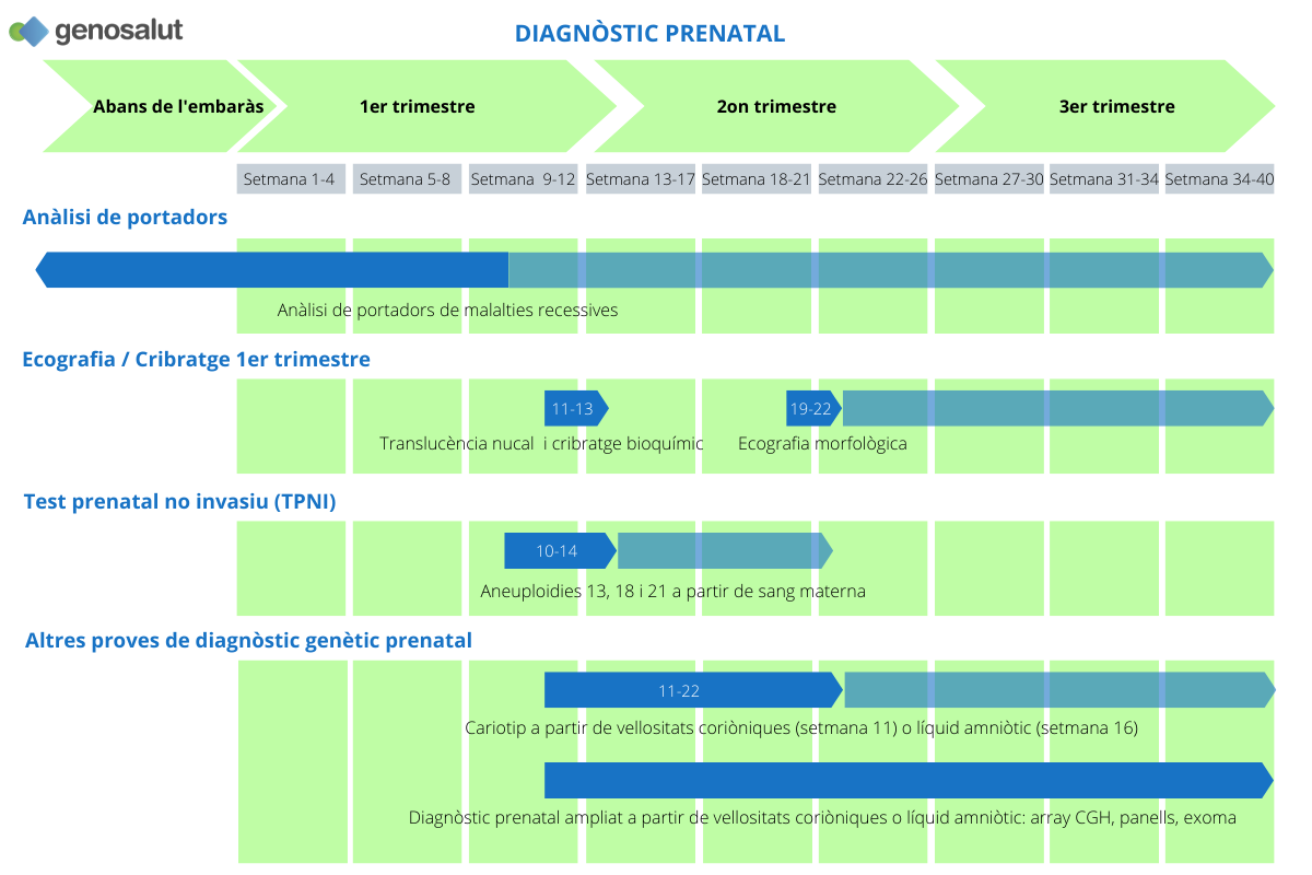 Diagnòstic prenatal: diferents proves abans i durant l'embaràs