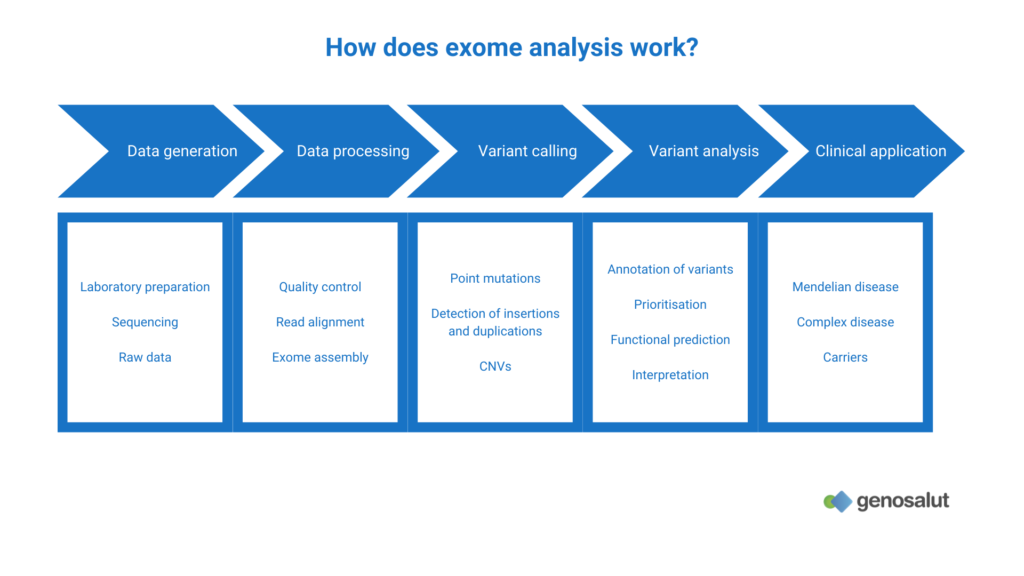 Steps of an exome analysis