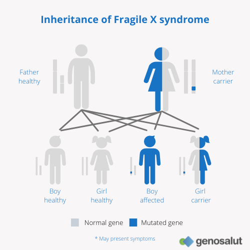 Fragile X syndrome and its inheritance in boys and girls
