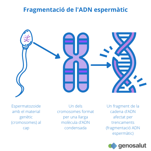 Fragmentació de l'ADN espermàtic