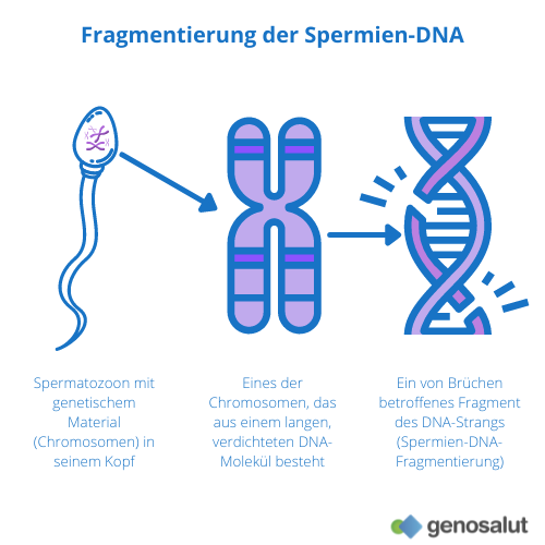 Fragmentierung der Spermien-DNA