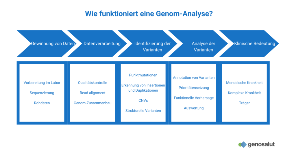 Schritte einer Genom-Analyse