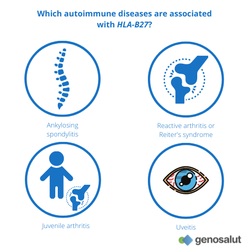 HLA-B27 allele and its relationship to autoimmune diseases