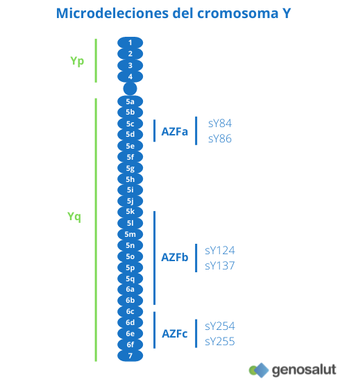 Microdeleciones del cromosoma Y