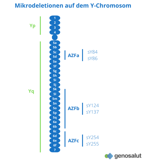 Mikrodeletionen auf dem Y-Chromosom