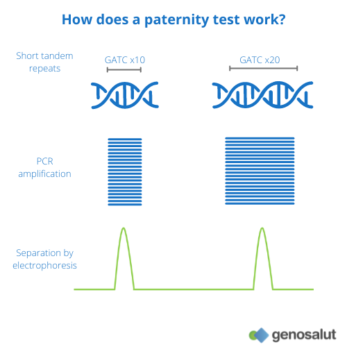 Paternity test, how it works