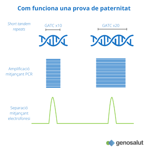 Prova paternitat, com funciona