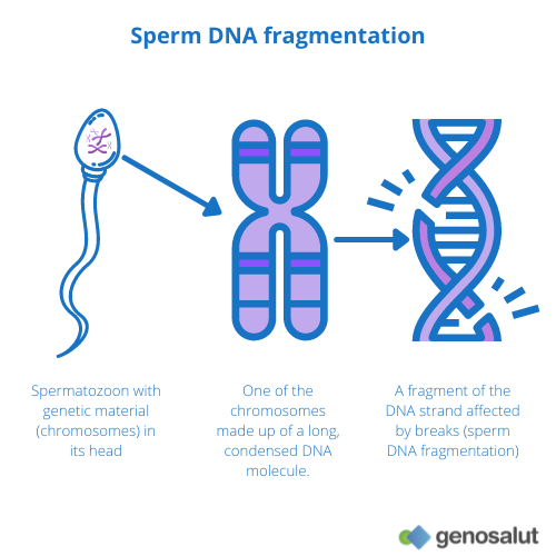 Sperm DNA fragmentation