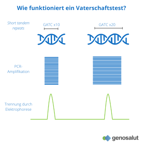 Vaterschaftstest, wie funktioniert er?