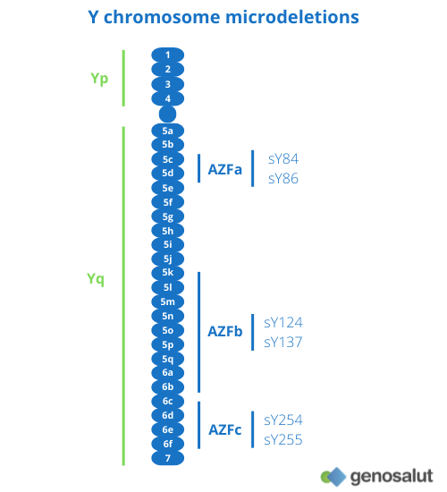 Y chromosome microdeletions