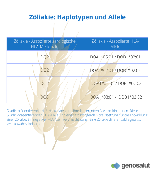 Zöliakie: Haplotypen und Allele, die für eine Glutenunverträglichkeit prädisponieren