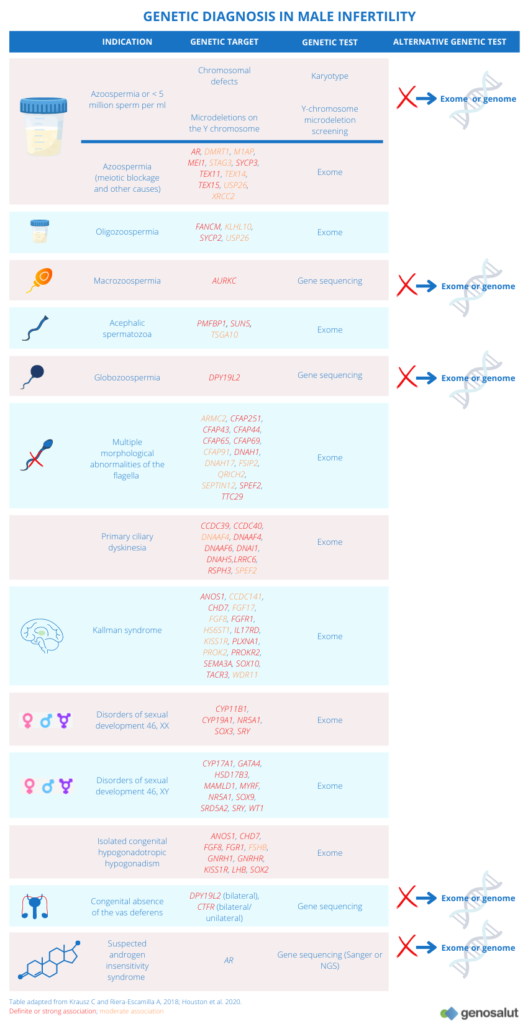 Genetic diagnostics of male infertility