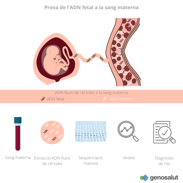 Prova de l'ADN fetal o test prenatal no invasiu