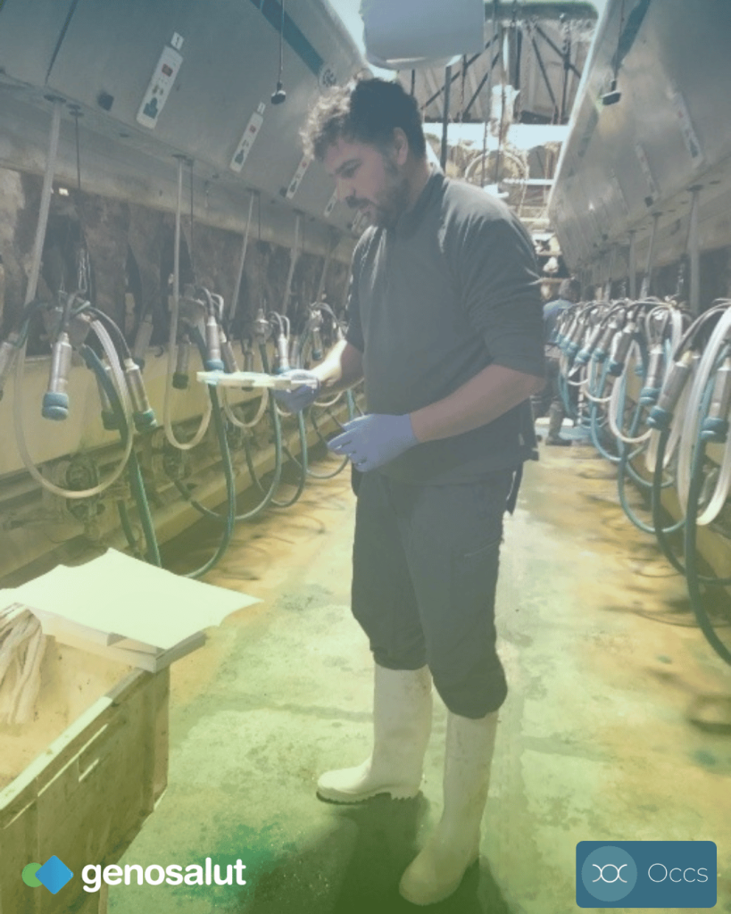 Jaume Verdera, veterinario de OCCS Menorca, tomando muestras en una sala de ordeño para el proyecto BOVIRAM sobre resistencias antimicrobianas en ganado vacuno.